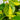 Philodendron Brazil