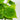 Heartleaf Philodendron