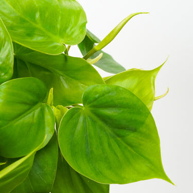 Heartleaf Philodendron