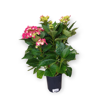 Hydrangea Floral