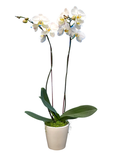 Phalaenopsis Orchid - Premium