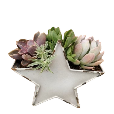 Urban Star Succulent Planter