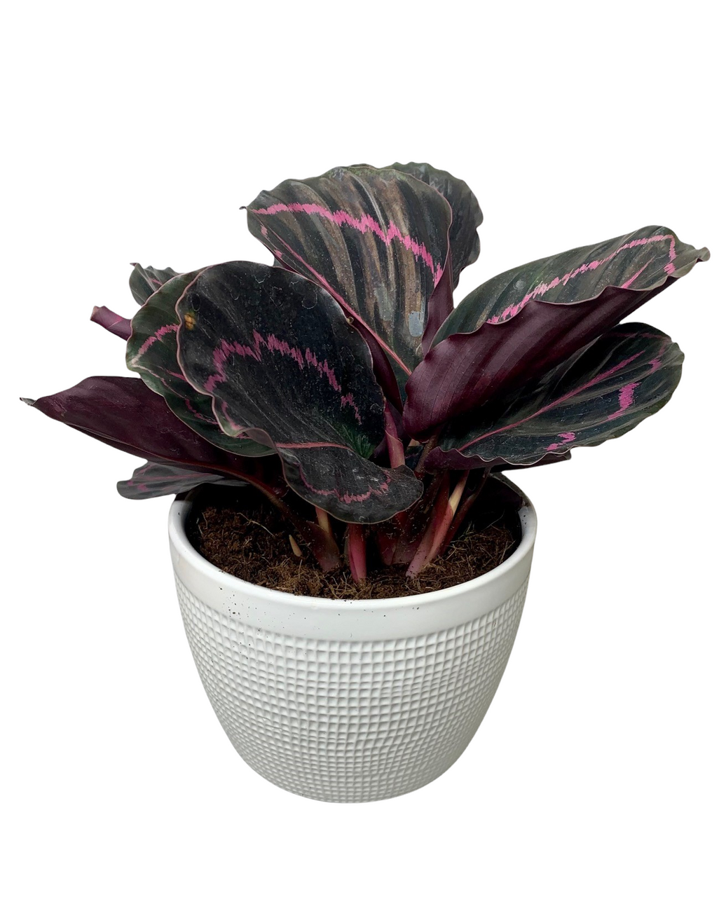 Pink Star Calathea