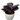 Pink Star Calathea