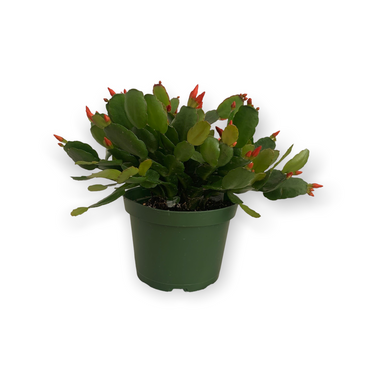 Easter Cactus