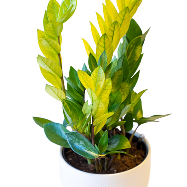 Chameleon ZZ Plant