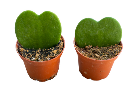 Sweetheart Wax Plant (Hoya)