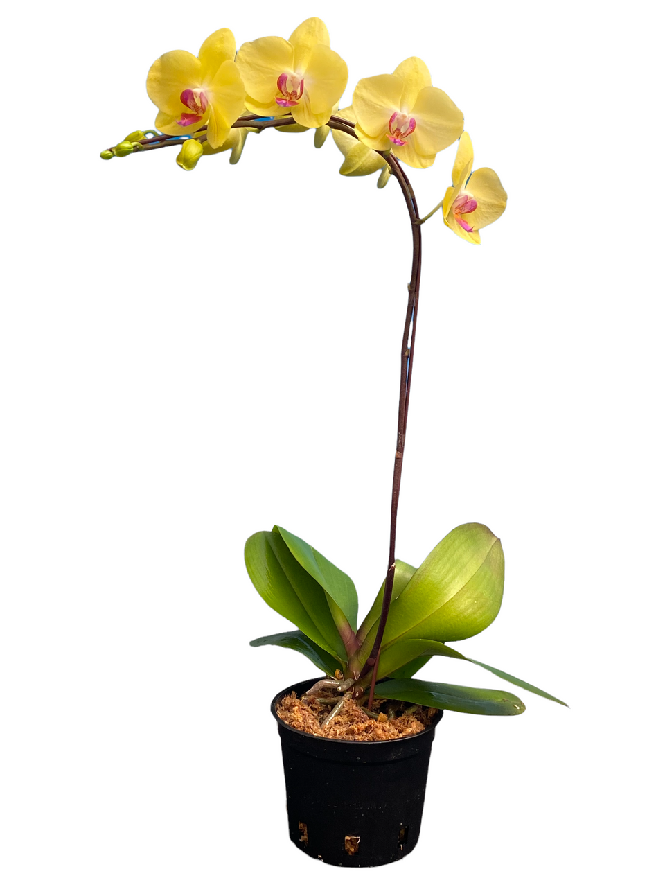 Phalaenopsis Orchid - Standard - Thumbnail 3
