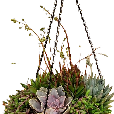 Grapevine Cone Succulent Planter - 12 inch