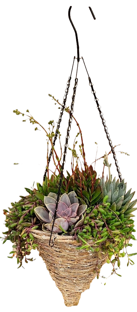 Grapevine Cone Succulent Planter - 12 inch