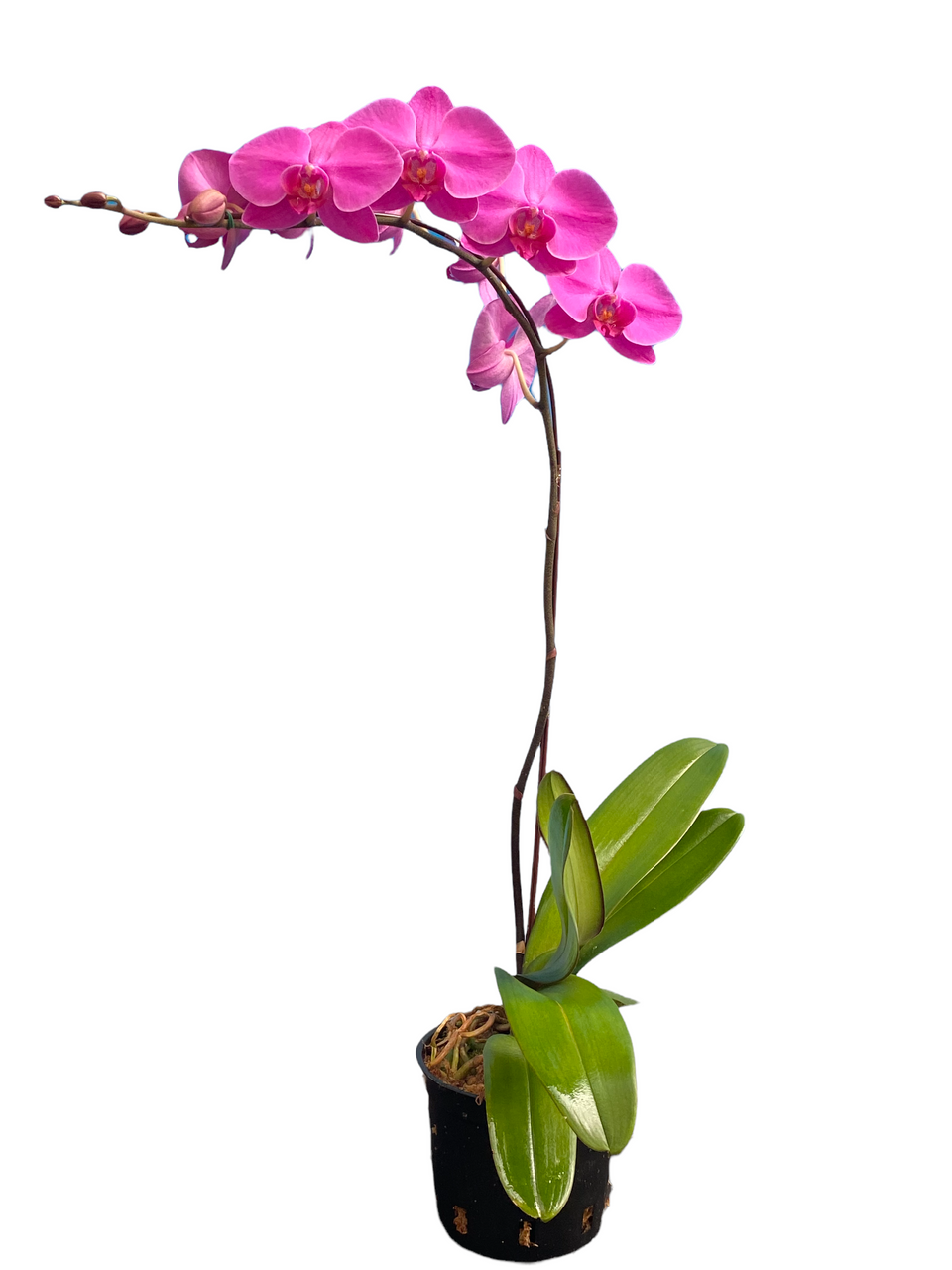 Phalaenopsis Orchid - Standard - Thumbnail 2