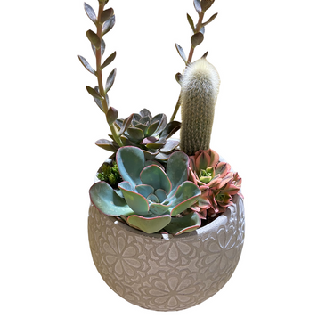 Marguerite Succulent Planter