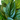 Monstera Peru