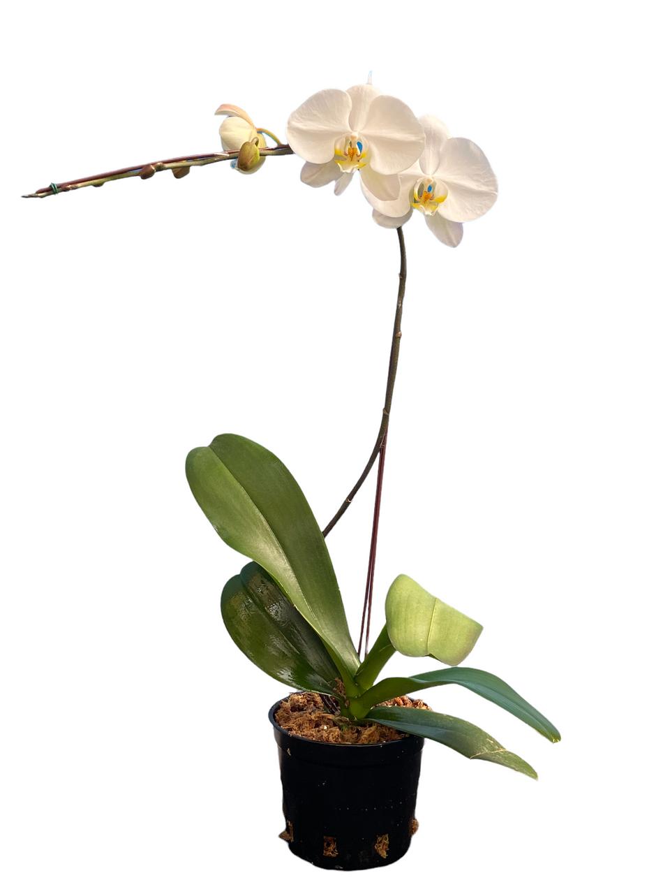 Phalaenopsis Orchid - Standard - Thumbnail 5