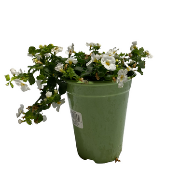 Bacopa