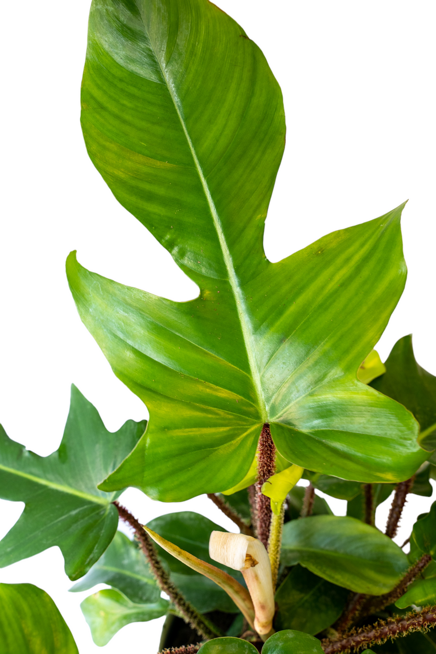 Philodendron squamiferum - Thumbnail 4