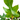 Philodendron squamiferum