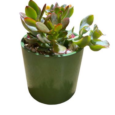 Succulent Garden Pot
