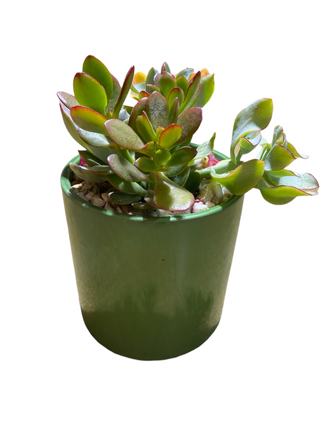 Succulent Garden Pot