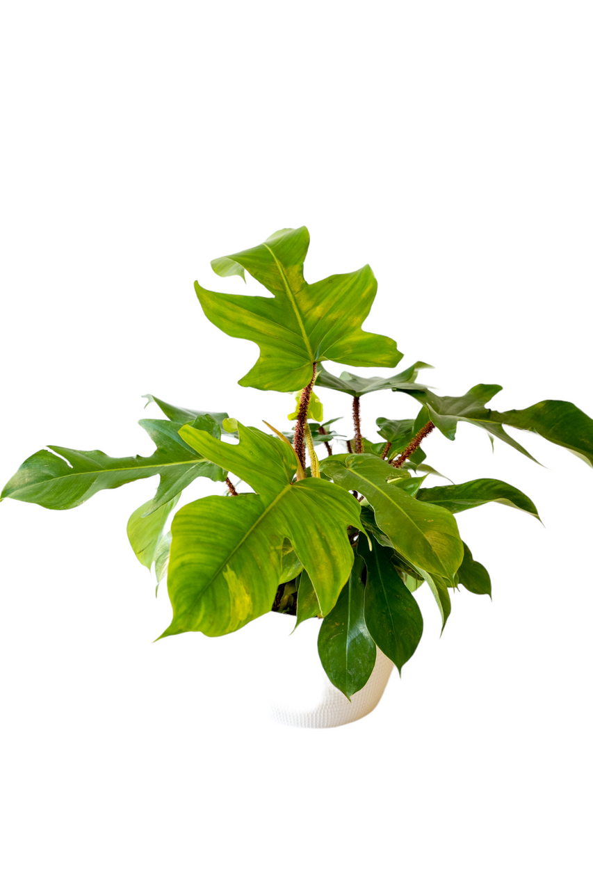 Philodendron squamiferum