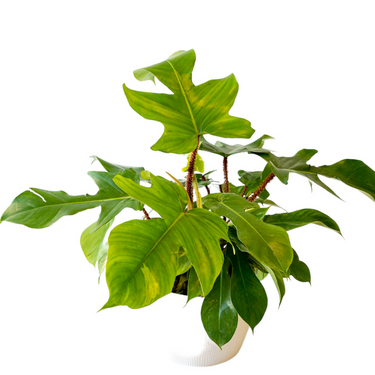Philodendron squamiferum