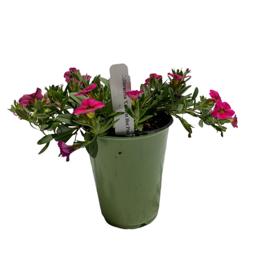 Calibrachoa
