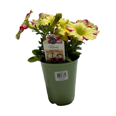 Osteospermum African Daisy - 4 inch