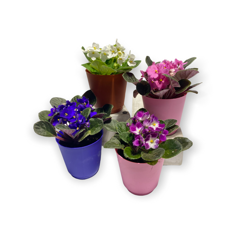 Saintpaulia African Violet with Pot Cover