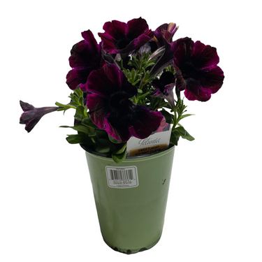Specialty Petunia - 4 inch