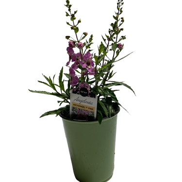 Angelonia - 4 inch