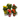 Rieger Begonia