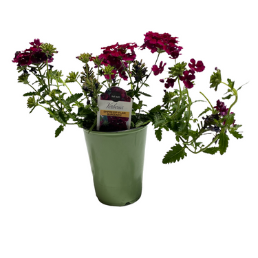 Verbena - 4 inch
