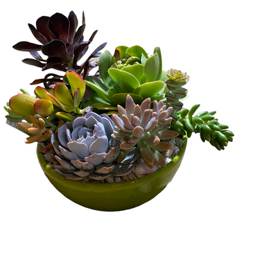 Low Bowl Succulent Garden