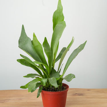 Platycerium Staghorn Fern