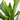 Platycerium Staghorn Fern