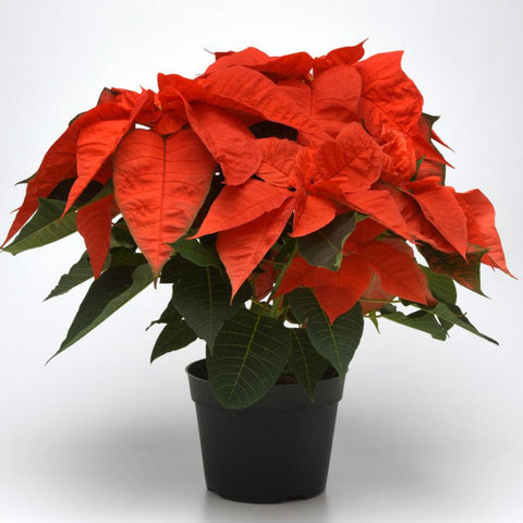 Poinsettia Norwin Orange