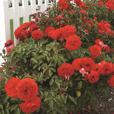 Trumpeter Rose
