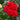Trumpeter Rose