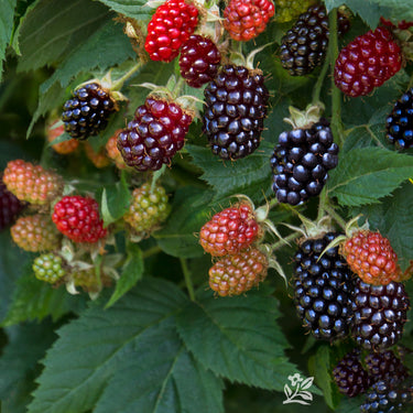 Marion Blackberry - Monrovia