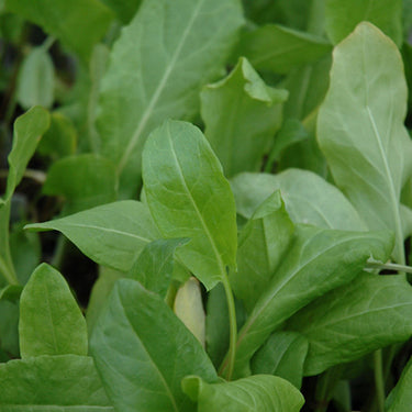 Sorrel Large Leaf