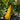 Squash Zucchini Golden