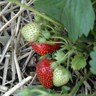 Strawberry Quinault