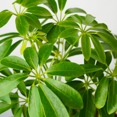 SCHEFFLERA A MINI DWF UMBR TR