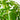 SCHEFFLERA A MINI DWF UMBR TR