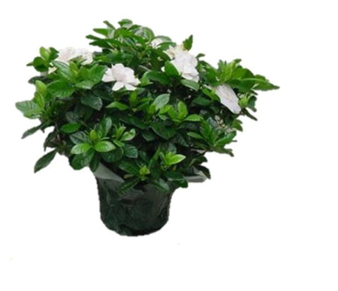 Gardenia with Pot Cover