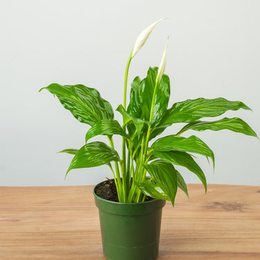 Peace Lily