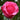 Stiletto Rose