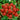 Strawberry Eversweet