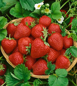 Strawberry Eversweet