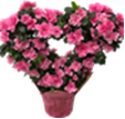 Azalea Heart Topiary